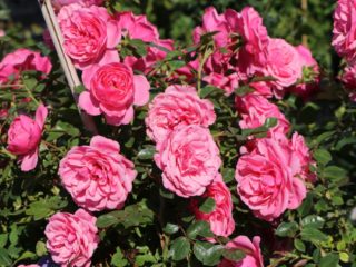 Rosa trepadora híbrida de té de parque Eva (Eva): plantación y cuidado