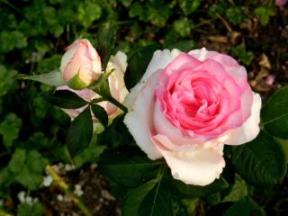 Variedad híbrida de rosa de té Bella Vita (Bella Vita): plantación y cuidado.