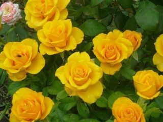 Té híbrido de rosa amarilla variedad Kerio (Kerio): descripción, cuidado