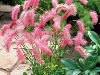 Obtuza burnet (blunt): planting and care, photo