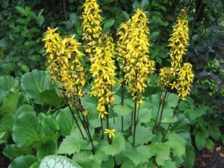 Buzulnik zubatý, úzkohlavý, Midnight Lady a iné druhy a odrody