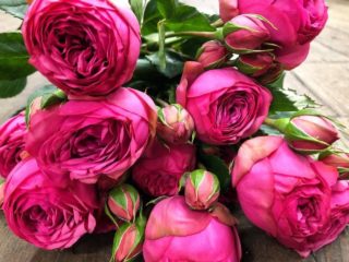 Variedad de rosas arbustivas Pink Piano (Pink Piano): descripción, plantación y cuidado.