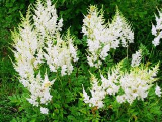 Common meadowsweet (meadowsweet): beneficial properties, planting and care