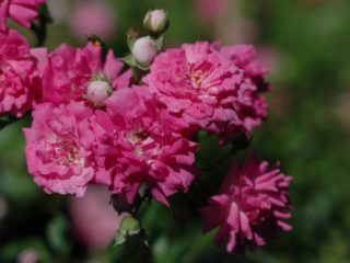 Groundcover rose Super Dorothy (Super Dorothy): description and photo, reviews