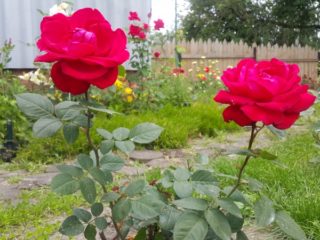 How to transplant roses to another place in the summer: during flowering, video