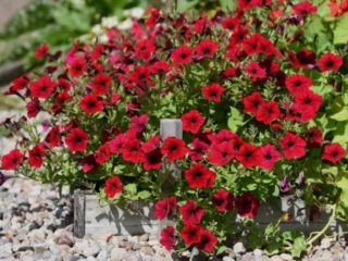 Ampelous Petunia Typhoon F1 (Typhoon): صور لأصناف متسلسلة ومراجعات