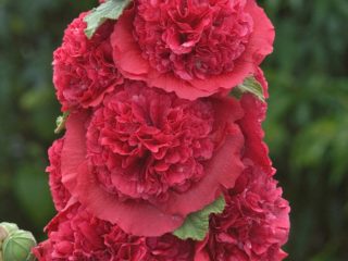 Mallow (rose) wrinkled: photos, varieties, planting and care