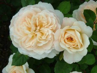 English park rose Austin Crocus Rose (Crocus Rose)