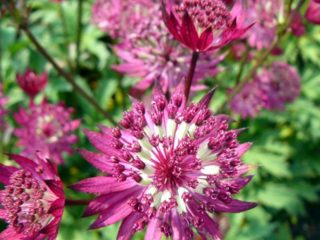 Astrantia الكبرى: صورة الزهور في فراش الزهرة، الوصف