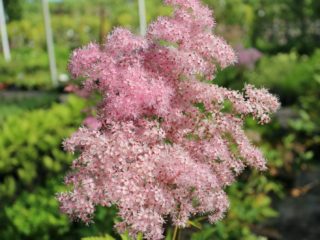 Múčnik (meadowsweet) ružový: pestovanie a starostlivosť