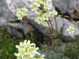 Saxifraga paniculata: photo and description, varieties