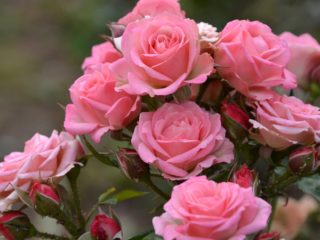 How to treat and spray roses against diseases and pests