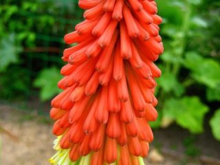 Kvet Kniphofia: výsadba a starostlivosť na otvorenom priestranstve, fotografia a popis