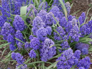 Mouse hyacinth (muscari): photo and description, planting and care in open ground