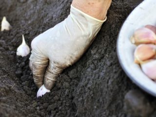 Je možné pestovať cesnak s mrkvou alebo po mrkve?