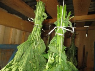 Penyapu jelatang untuk mandi: faedah dan bahaya