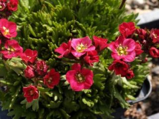 Mossy saxifrage: photo and description