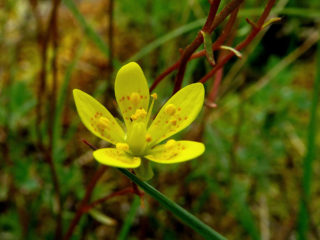 Swamp saxifrage: photo and description