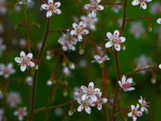 Saxifraga tienisté (tienisté): Variegata, Auravariegata a iné odrody