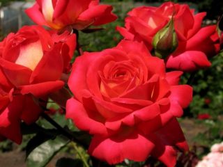 Anglická popínavá ruža floribunda Midsummer (Midsummer)
