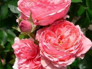 Climbing rose floribunda variety Kimono (Kimono): planting and care