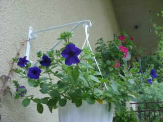 Cómo hacer florecer la petunia