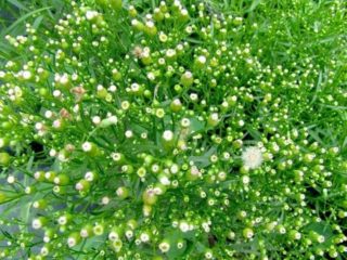 Erigeron (small petal) Canadian: use of herb, description