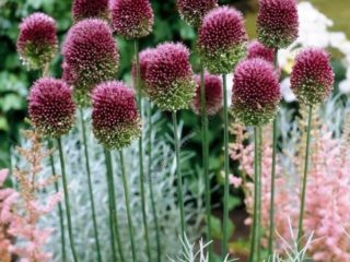 Dekoratívne cibule allium: druhy a odrody s fotografiami, menami a popismi