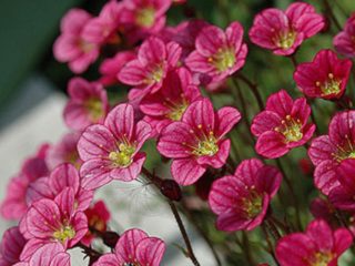 Saxifraga Arendsa: growing from seeds, varieties with photos and descriptions, reviews