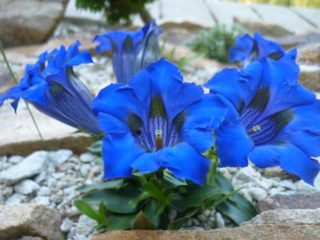 Gențiană: plantare și îngrijire în teren deschis, tipuri și soiuri cu fotografii, aplicare