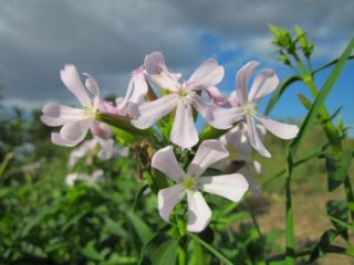 Saponaria (soapwort) officinalis: foto herba, sifat perubatan, permohonan