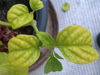 Why pepper seedlings turn yellow: causes, treatment, preventive measures