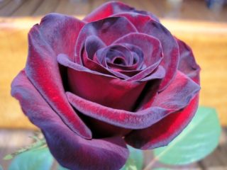 Rose Schwarze Madonna (Мадона): снимка и описание, рецензии