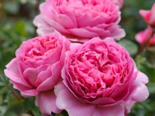 English rose Princess Alexandra of Kent