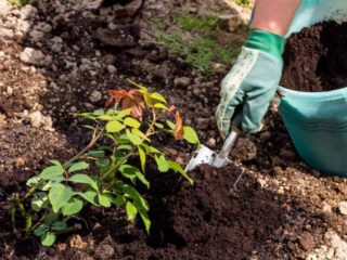 Feeding roses for better flowering in spring in open ground