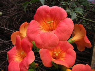 Campsis grandiflora: plantación y cuidado en campo abierto.