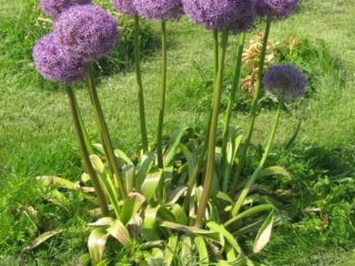 Decorative garlic: planting and care, photos, how to propagate