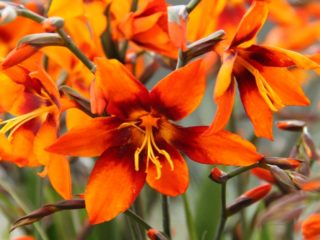 Crocosmia (Montbrecia): زراعة ورعاية في أرض مفتوحة، الصورة والوصف