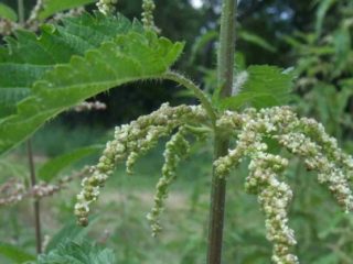 Nettle: fotografia a popis rastliny, druhy, zaujímavé fakty