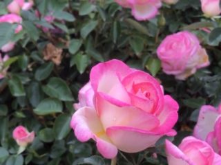 Hybridná čajová ruža floribunda Princesse de Monaco (Princesses de Monaco)