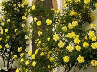 Climbing rose Golden Showers (Golden Showers): photo and description, reviews