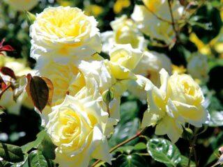 Climbing rose Elfe (Elf): photo and description of the variety, video