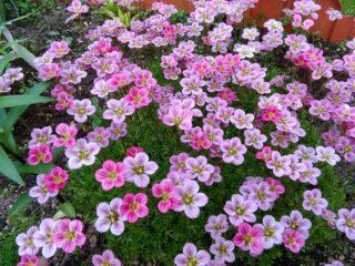 Saxifraga: planting and care in open ground, at home