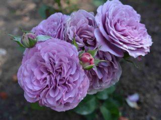 Miniatúrna odroda ruže floribunda Lavender Ice (Lavender)