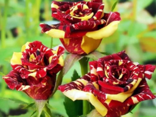 Hybridná čajová ruža floribunda odroda Hocus Pocus (Focus Pocus)