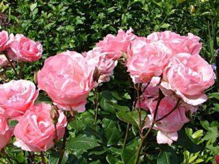 Popínavá ruža grandiflora Queen Elizabeth (Queen, Queen Elizabeth)