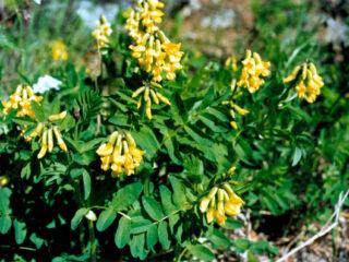 Astragalus membranaceus: снимки, прегледи, свойства на корена за мъже, ползи