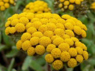 Sandy immortelle: foto's en beschrijvingen van bloemen, recepten, toepassingen, recensies