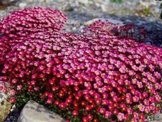 Saxifraga: foto de flores en un macizo de flores, en diseño de paisaje, propiedades útiles.