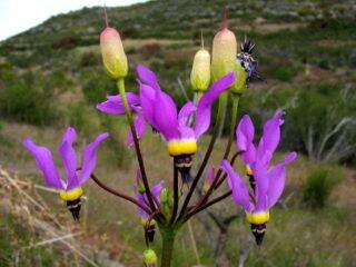Dodecatheon: fotó és leírás, típusok és fajták